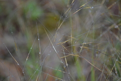 Aristida tuberculosa