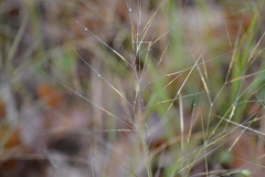 Aristida tuberculosa