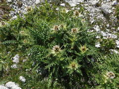 Cirsium spinosissimum