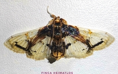 Compacta nigrolinealis