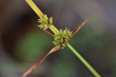 Cyperus lupulinus macilentus