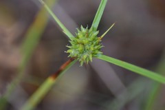 Cyperus lupulinus macilentus