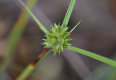 Cyperus lupulinus macilentus