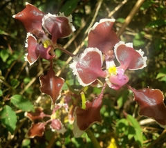 Cyrtochilum geniculatum