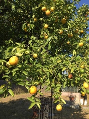 Citrus × aurantium