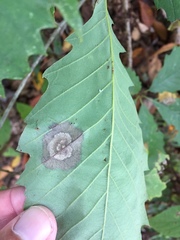 Cristulariella