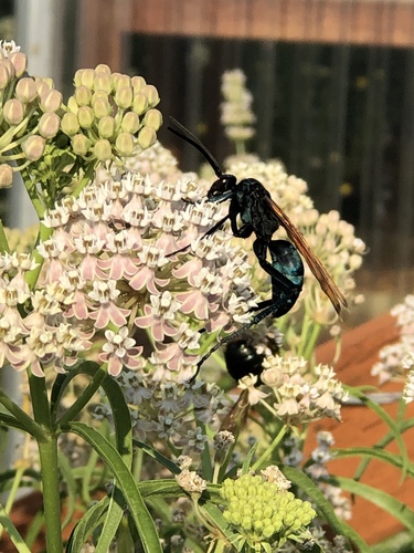 Thisbe's Tarantula-hawk Wasp photo 5