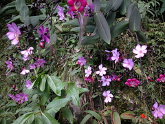 Meriania mexiae