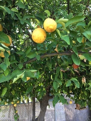 Citrus × aurantium