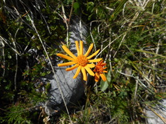 Jacobaea abrotanifolia