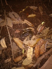 Limnonectes paramacrodon