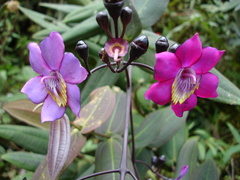 Meriania mexiae