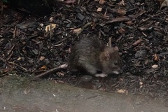 Rattus norvegicus