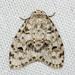 Little Shaded Lichen Moth - Photo (c) Jim Johnson, some rights reserved (CC BY-NC-ND), uploaded by Jim Johnson