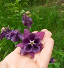 Aquilegia atrata