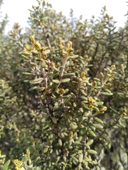 Olearia cymbifolia