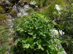 Peucedanum ostruthium