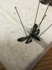 Cisseps fulvicollis