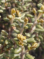 Olearia cymbifolia