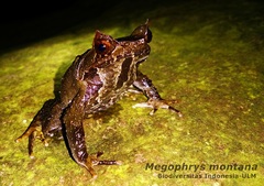 Megophrys montana