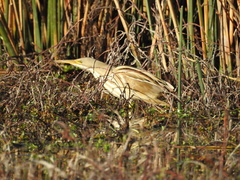 Ixobrychus involucris
