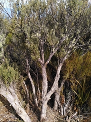 Olearia cymbifolia