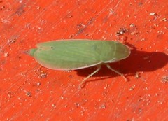 Memnonia leptalea