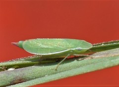 Memnonia leptalea