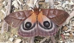 Automeris cryptica