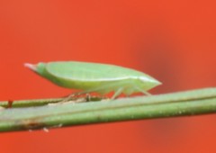 Memnonia leptalea