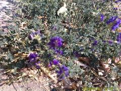 Psorothamnus arborescens