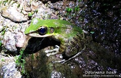 Odorrana hosii