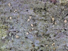 Scoliciosporum pruinosum