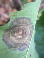 Cristulariella
