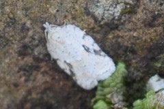 Acleris placidana