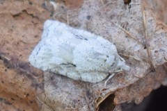 Acleris placidana