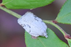 Acleris placidana