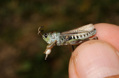 Gomphocerus sibiricus