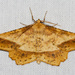 Mottled Euchlaena Moth - Photo (c) Jim Johnson, some rights reserved (CC BY-NC-ND), uploaded by Jim Johnson
