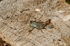 Gomphocerus sibiricus