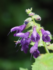 Salvia glabrescens
