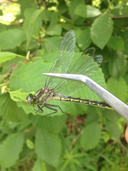 Phanogomphus borealis