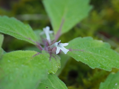 Ajuga yesoensis iNat (2)