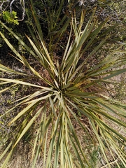 Aciphylla aurea