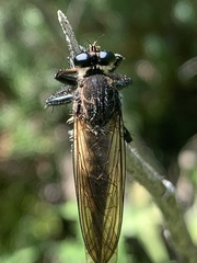 Promachus painteri