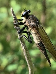 Promachus painteri