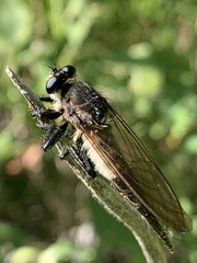 Promachus painteri