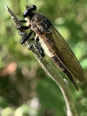 Promachus painteri