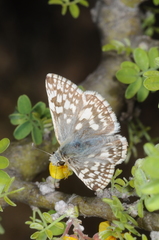 Heliopetes americanus bellatrix