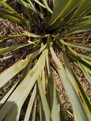 Aciphylla aurea